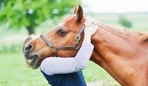 Finding Ground: Why Equine Therapy Is a Powerful Ally for Mental Health Finding Ground: Why Equine Therapy Is a Powerful Ally for Mental Health