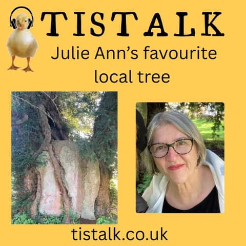 Meet Tisbury's Ancient Yew Tree