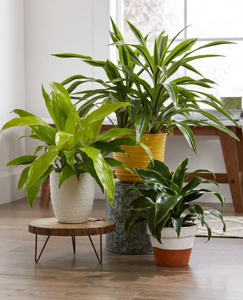 7 Houseplants That Purify The Air (And Are Nearly Impossible To Kill)