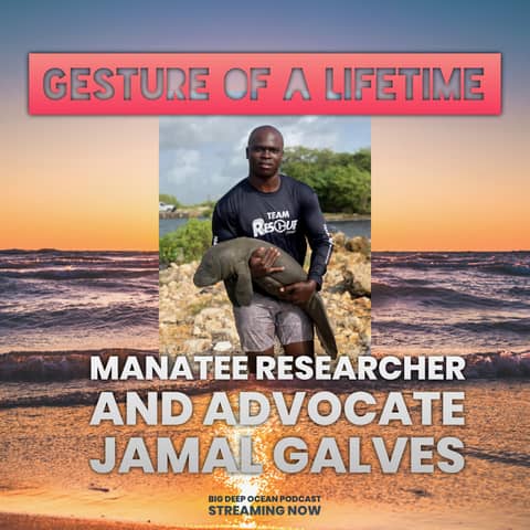 Gesture of a Lifetime: Manatee Researcher Jamal Galvez On How Before He Started Saving Manatees They Saved Him