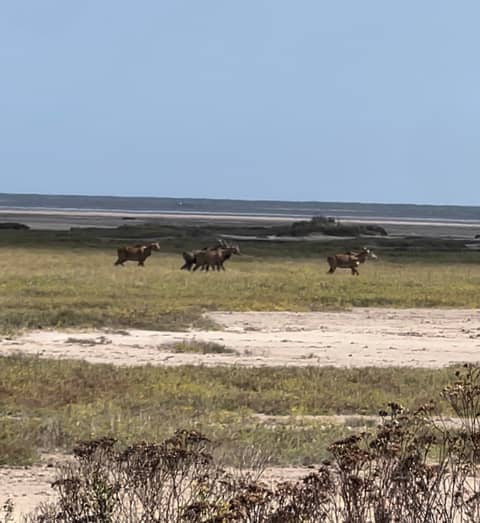 Ep 59 Chasing Nilgai on Public Land