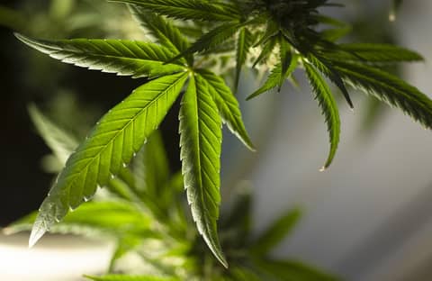 Beware the Potential Dangers of Cannabis