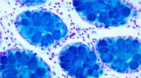 Resolving Colds to Advanced COVID with Methylene Blue