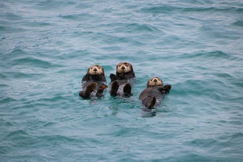 How Otters Came Back to Monterey Bay