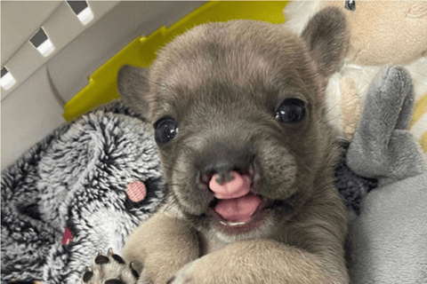 Some Help with Those Cleft Palate Puppies