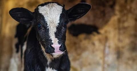 Dairy's Dirty Secret revealed by RTE Investigation.