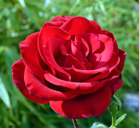 A Rose By Any Other Name...