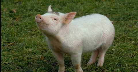 Midweek Mention... Babe