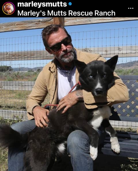 The Struggle to Save Every Shelter Dog: Unending Challenges Facing Dog Rescue Organizations