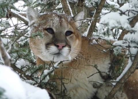 Ep 96- The Cougar Whisperer (Feat. JB)