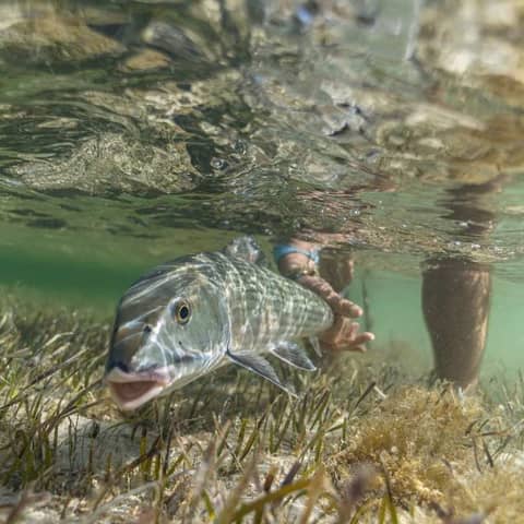 Big Bones on the Berry Islands with Bonefish Royalty