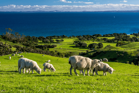 New Zealand's Fossil Fuel Fiasco New Zealand's Fossil Fuel Fiasco