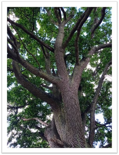 'By badger light and lantern's sigh' (Magickry)