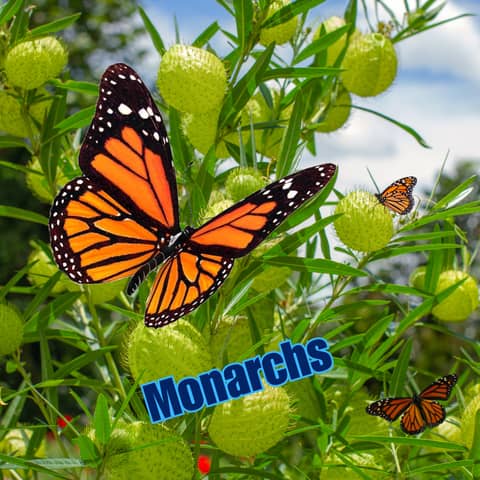 Backyard Monarch Rescue: A Step-by-Step Guide