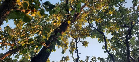 Tu ești... Piama (partea I)