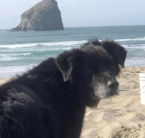 Ghost Dog: A Heartfelt Story of Love, Loss, and the Afterlife