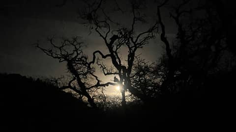 December & January Newsletter - Embracing our shadow to become more authentic👤🤗