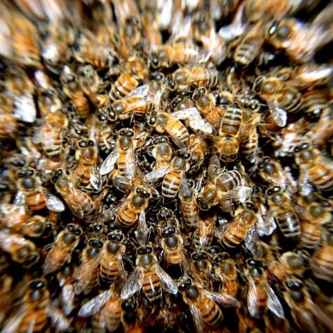 Honeybees, Herbalism and Humans