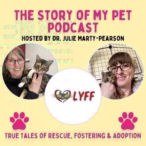 Beyond Fostering: Creative Ways You Can Help Cat Rescues