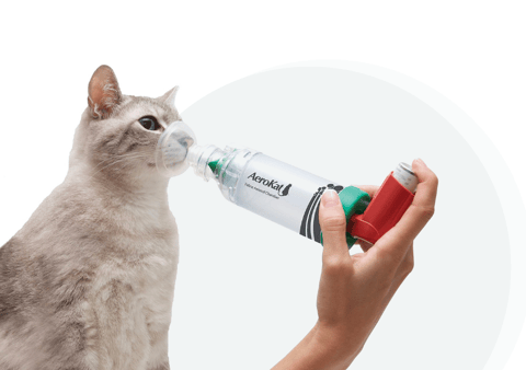 Your "Asthma" Cat That Won't Get Better