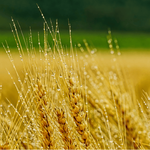 📚 Ruth, Barley, and Biblical Traditions: A Deep Dive into Significance 📚 Ruth, Barley, and Biblical Traditions: A Deep Dive into Significance
