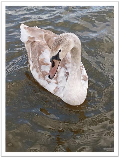 Wings of Angels (Cyril)