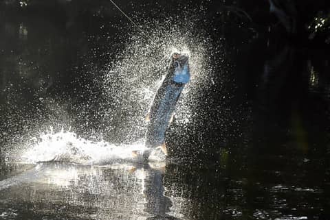 Chasing Tarpon in Everglades National Park with Jason Sullivan, Flamingo, Florida