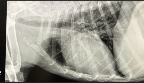 No Such Thing As An 'Old Dog Lung'