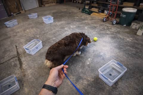 Why I'll Always Let My Dog Sniff Distractors