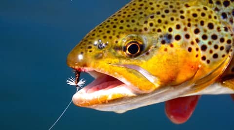 Keeping it real on the Missouri River with Whitney Gould, Headhunters Fly Shop, Craig, Montana