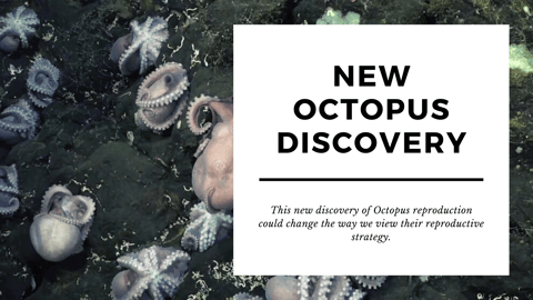The Fascinating Discovery That is Reshaping Our Understanding of Octopus Reproduction