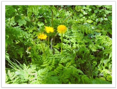 The Rebellious Light of Beauty (The last dandelion of summer)