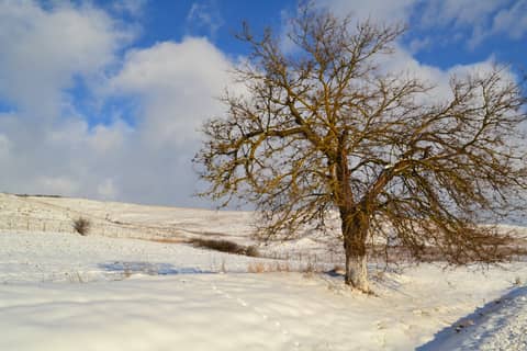 Gânduri și emoție de Sfântul Andrei