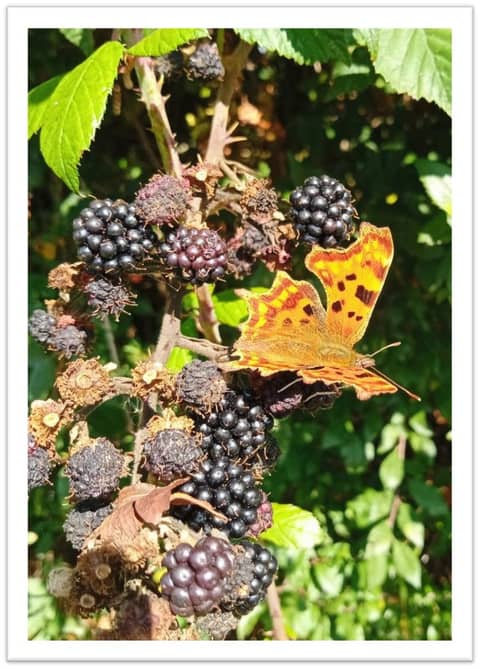 Autumn colours the tattered garments of summer