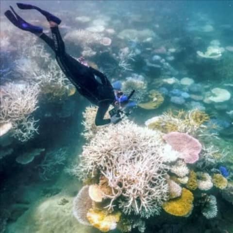 Coral Sea Heat Hits Record Highs: Great Barrier Reef at Risk