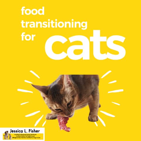 How To Change Your Cat's Food: A Step-By-Step Guide