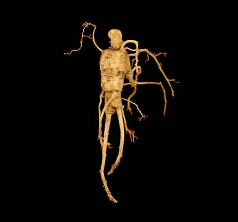 Adaptogens for Energy & Endurance