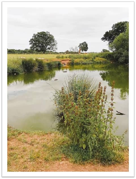 Down by the Cattle Pond