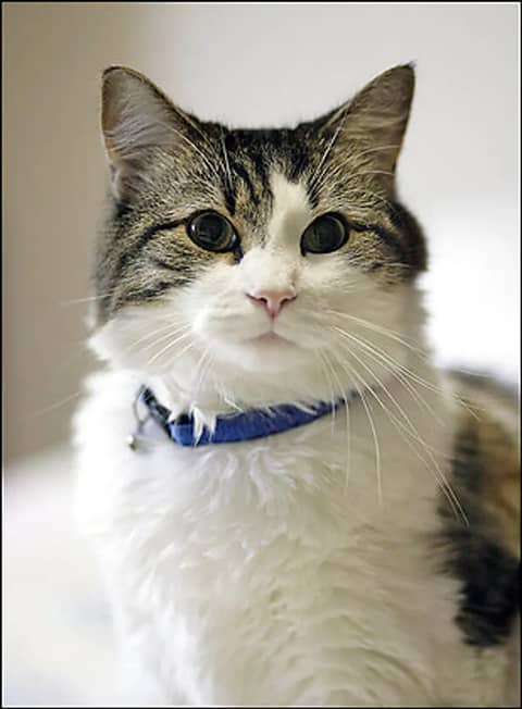 Oscar the Cat: A Furry Harbinger of the Inevitable