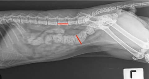 Feline Constipation VS. Megacolon: How Much Poop is Too Much?
