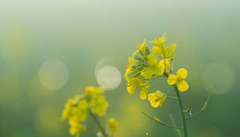 Rapspreis & Rapsmarkt