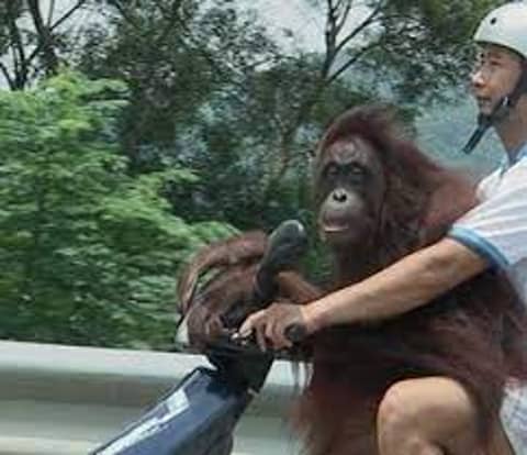 S1-E13 - The Orangutan Craze