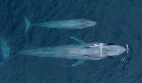 The Women and the Whales