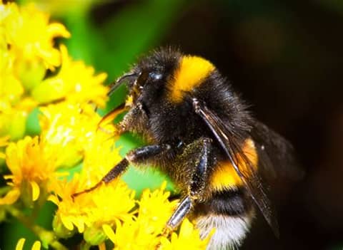 Why Allotments are the Bee's Knees