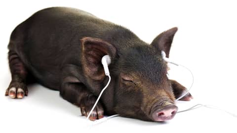 Celina, Texas Podcasts Will Never Be The Same Celina, Texas Podcasts Will Never Be The Same