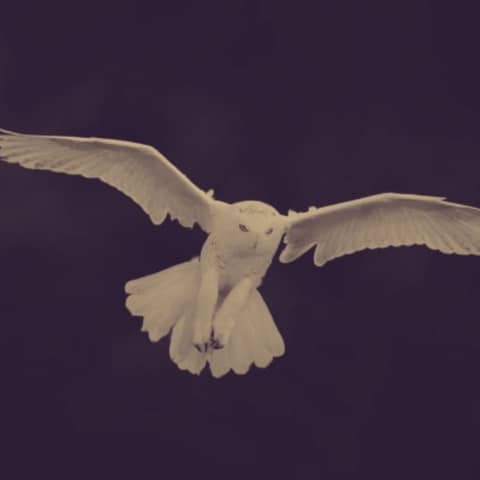 Dark Duke (Book 7, Chapter 4)