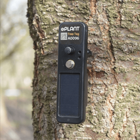 Trees Are Stressed Out,  We Need To Talk With Them