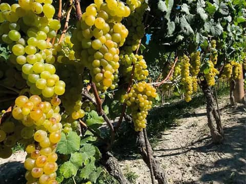 Liquor Industry News 05-09-25