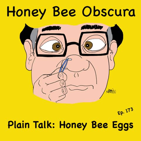 Plain Talk: Honey Bee Eggs (173) Plain Talk: Honey Bee Eggs (173)