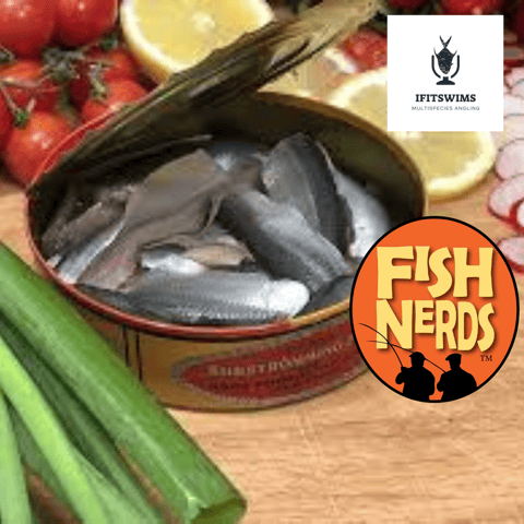 Clay Eats Surstromming and is Interviewed by the If It Swims Podcast